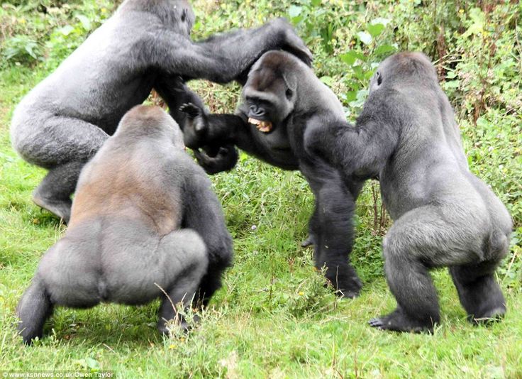 10-Day Holiday Safari with Gorillas, Chimps and Wildlife